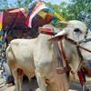 Rasakan Sensasi Naik Gerobak Sapi Sambil Wisata di Desa Bengking