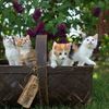 Hari Kucing Sedunia, Yuk Sayangi Hewan Lucu Ini!