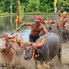 Mengenal Makepung, Tradisi Balap Kerbau yang Berawal dari Iseng