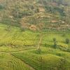 6 Wisata Kebun Teh di Indonesia, Cocok untuk Liburan Bareng Keluarga