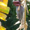 Jarang Diketahui, Ini Manfaat Jantung Pisang untuk Kesehatan