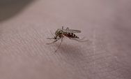 Peringati Hari Malaria Sedunia, Waspadai Beberapa Gejalanya Berikut Ini 