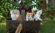 Hari Kucing Sedunia, Yuk Sayangi Hewan Lucu Ini!
