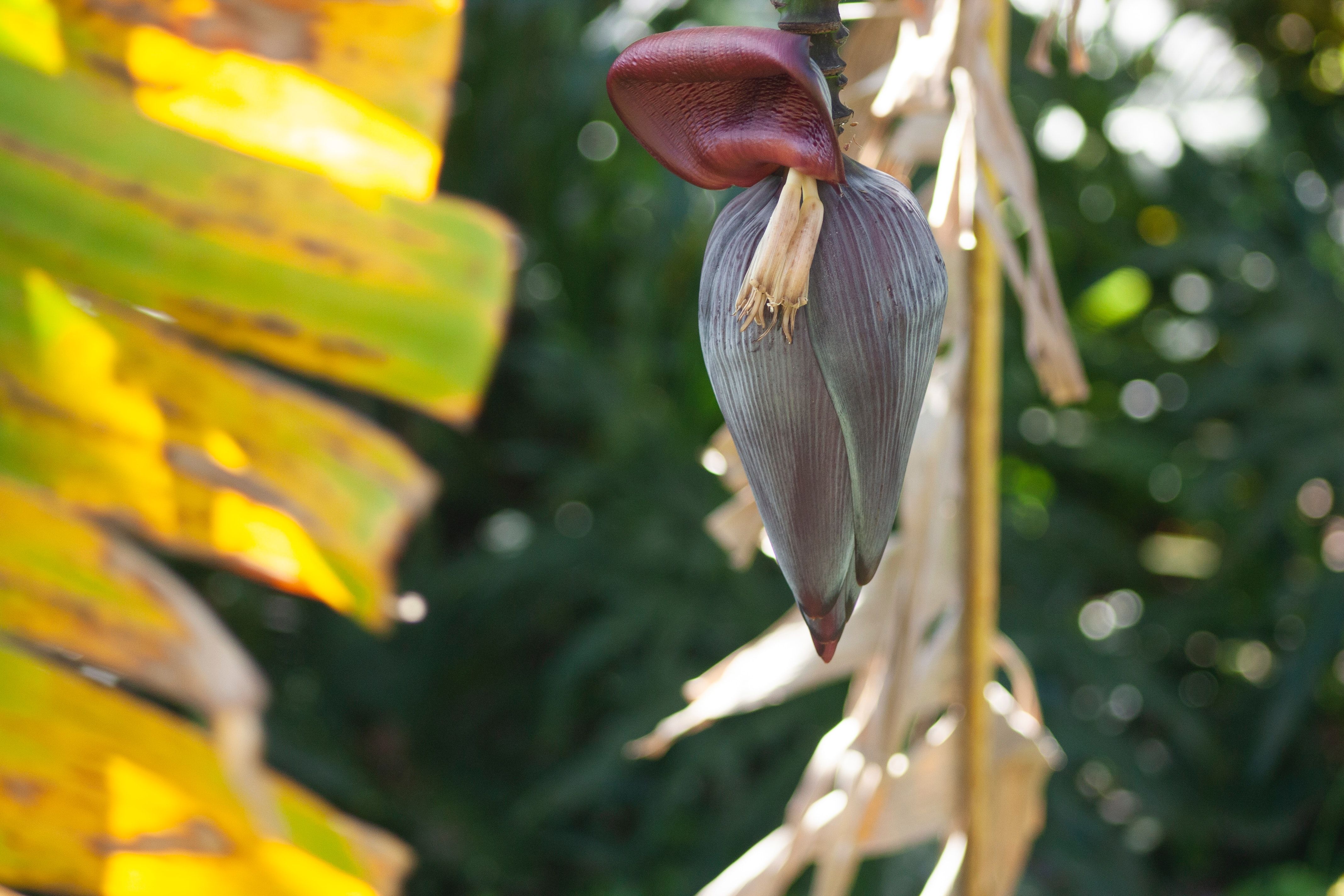 Ilustrasi jantung pisang. (Unsplash/Ashley Inguanta)
