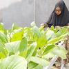 Tangan Dingin Eni Sulap Lahan Sempit Jadi Kebun Sayuran Penghasil Cuan