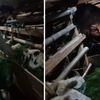 Kisah Koko, Polisi Purwakarta yang Sukses Jadi Peternak Domba 